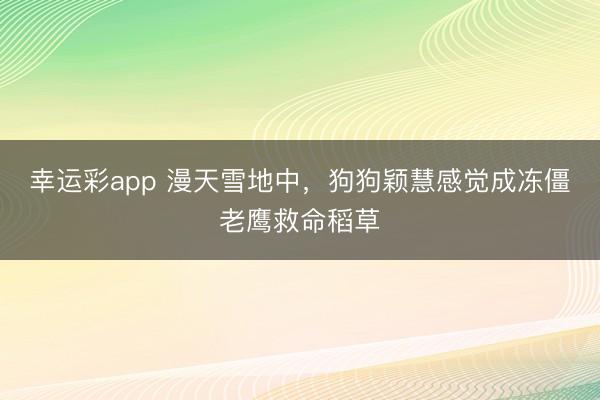 幸运彩app 漫天雪地中，狗狗颖慧感觉成冻僵老鹰救命稻草